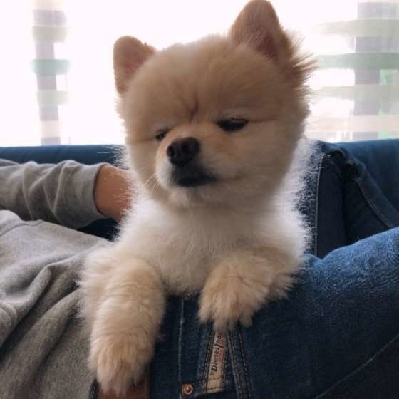 眠そうなポメラニアン