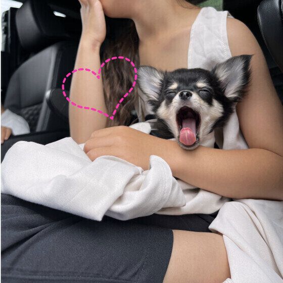 チワワのチワちゃん