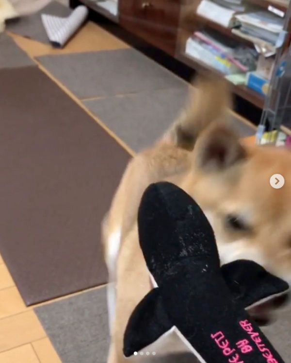 鰻のオモチャを狩る柴犬