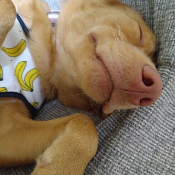 眠る犬