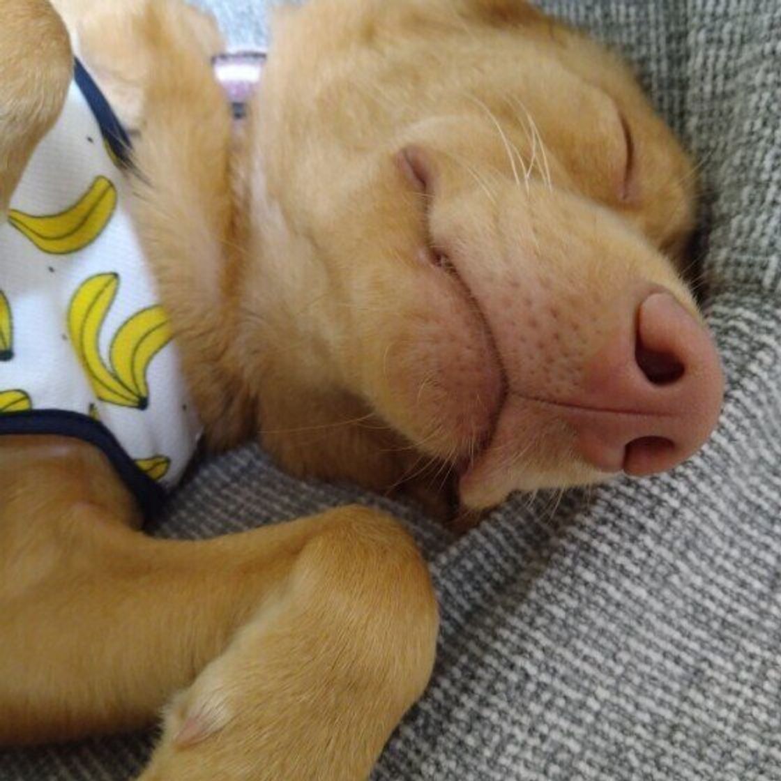 遊びが好きな犬 遊びに興味を示さない犬 に見られる傾向は 獣医師が解説 いぬのきもちweb Magazine 遊びが好きな犬 遊びに興味を示さない犬 に見られる傾向は 獣医師が解説 いぬのきもちweb Magazine