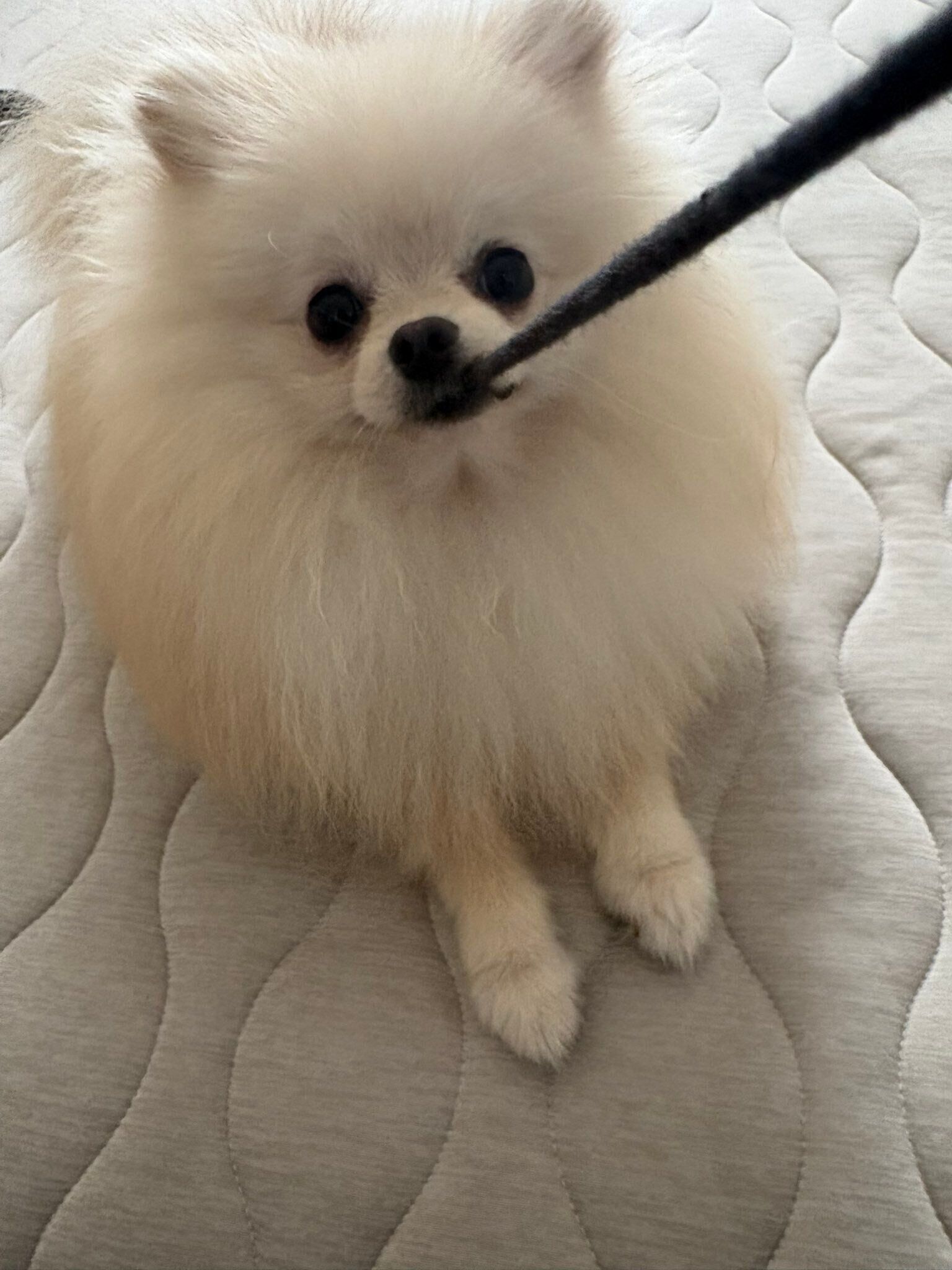 飼い主さんのパーカーの紐をくわえて離さないポメラニアン