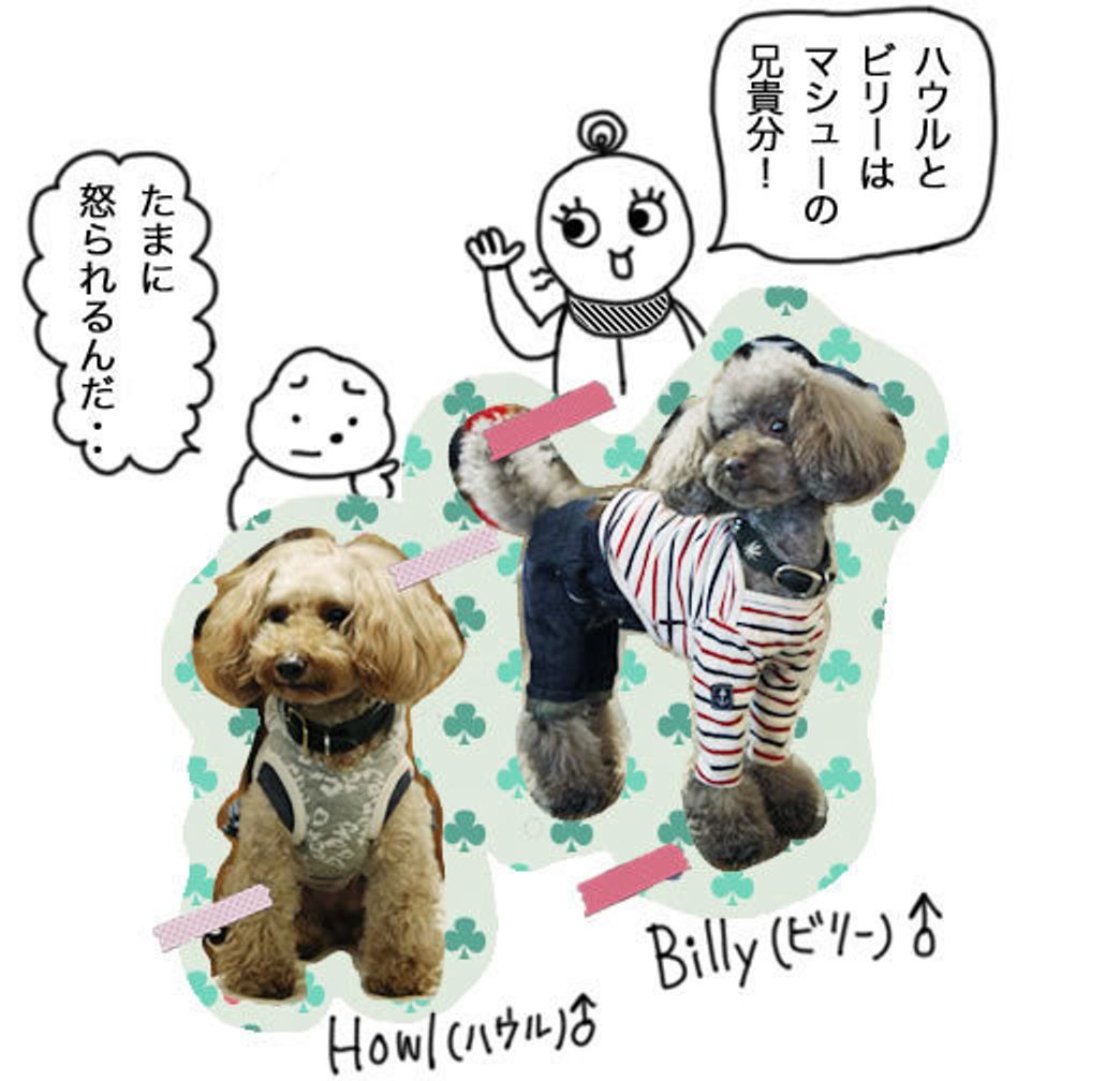 看板犬ハウルとビリーは名警官 マシューとマルモともだち100わんできるかな いぬのきもちweb Magazine 看板犬ハウルとビリーは名警官 マシューとマルモともだち100わんできるかな いぬのきもちweb Magazine