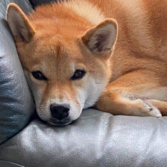 柴の虎太郎くん