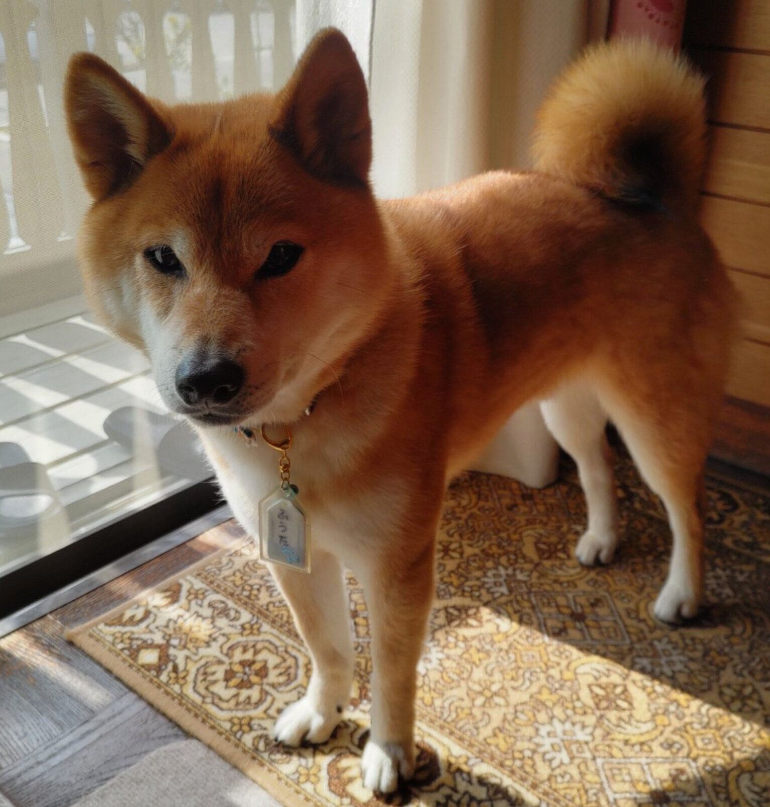 成長したふうたくん
