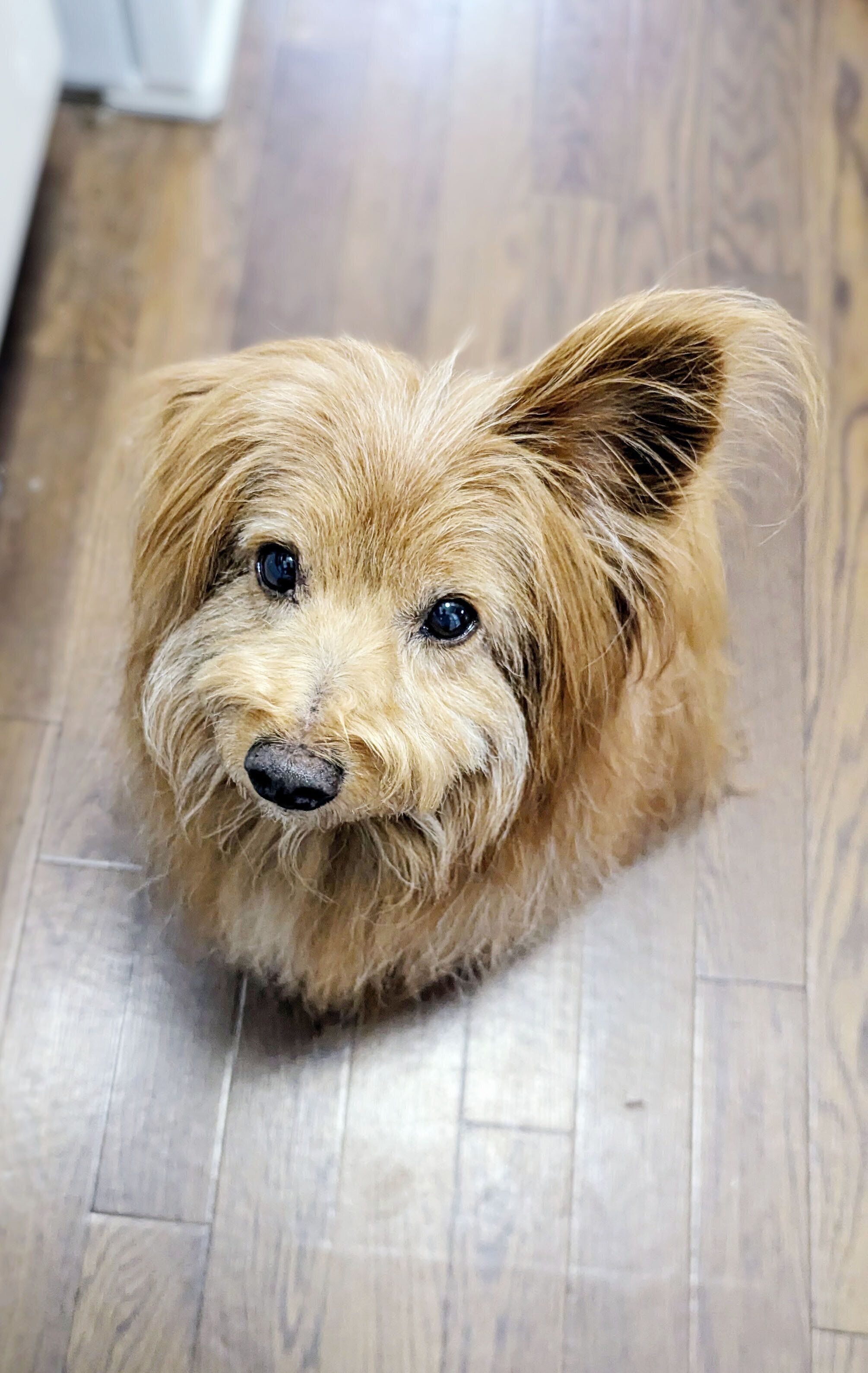 わくわくしている犬の写真