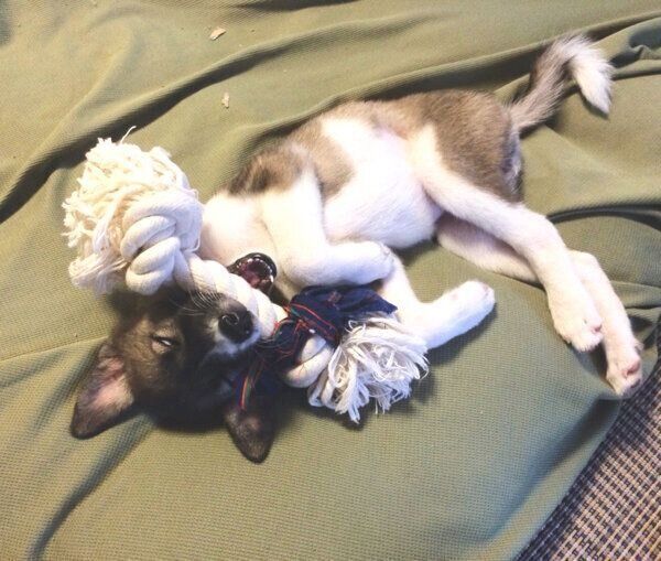 おもちゃをくわえたまま眠るととちゃん