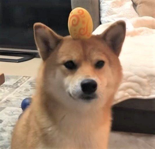 特訓する柴犬ゆきちゃん