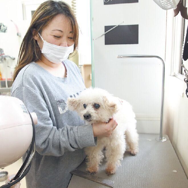 mama-oneにはトリミングサロンがあり、定期的にトリミングも受けます。トリマーは浜部先生の娘の桃子さん