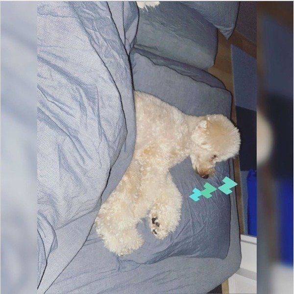 飼い主さんの布団で眠るたろきちくん