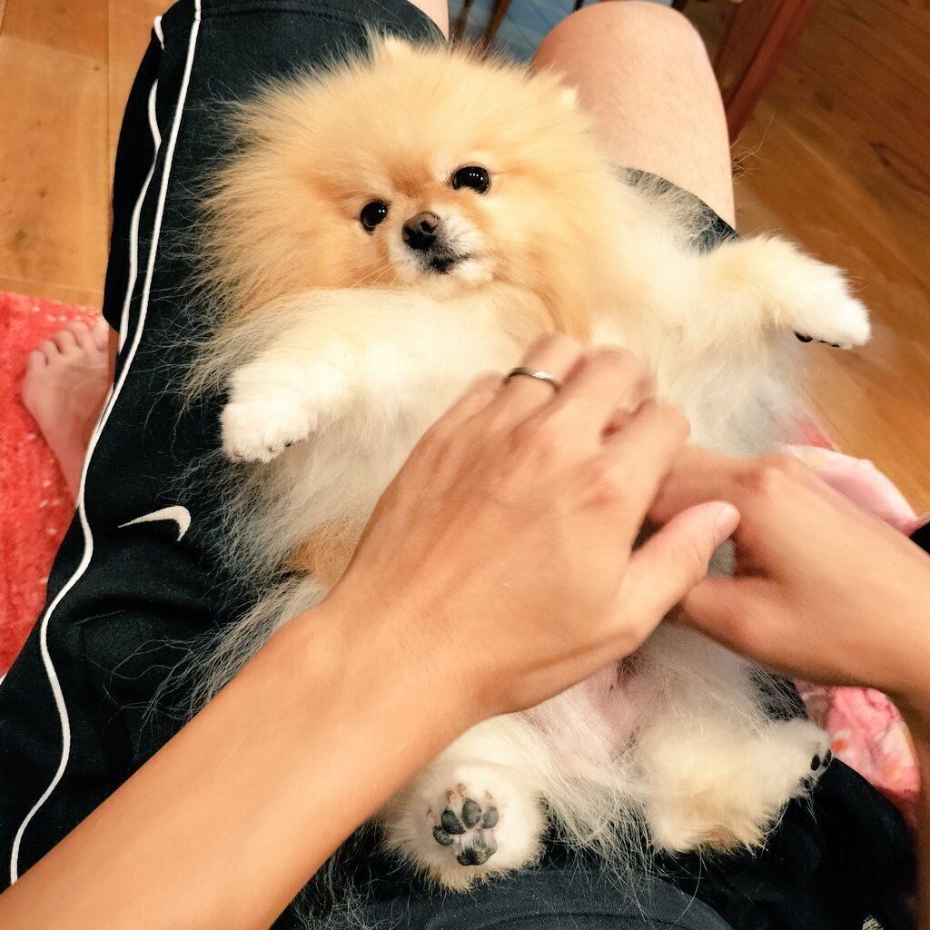 甘えるぽぽちちゃん