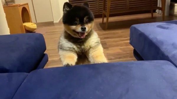 眼力がすごいたろ吉ちゃん