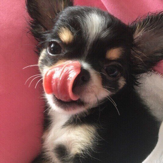 チワワ・伊吹くん・舌を出す