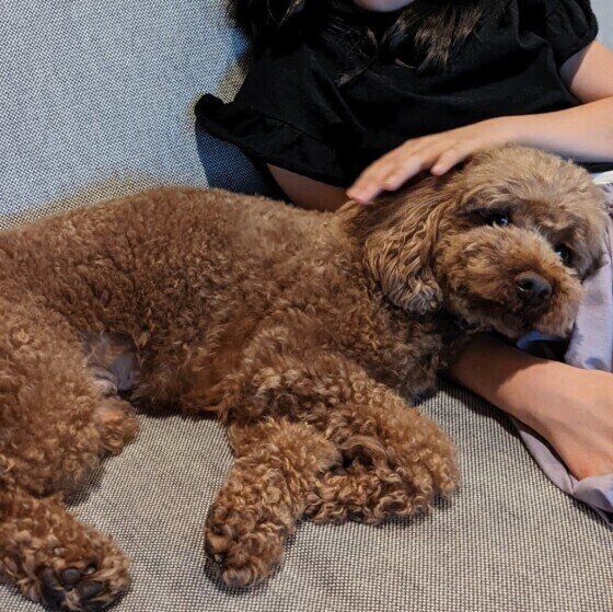 福くん（トイ・プードル）