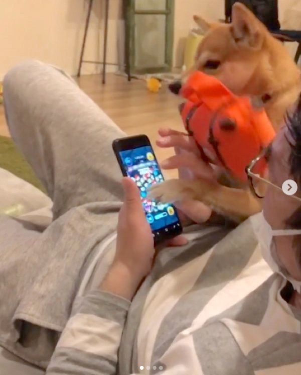 ツムツムを阻止する豆柴