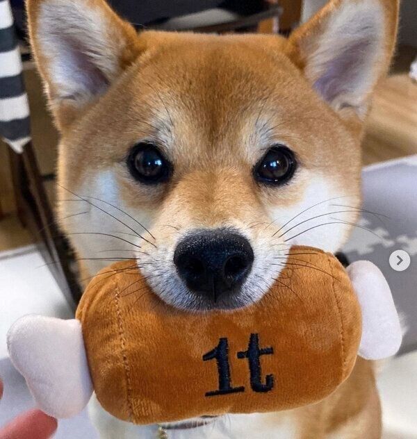 おもちゃをくわえるきなこちゃん