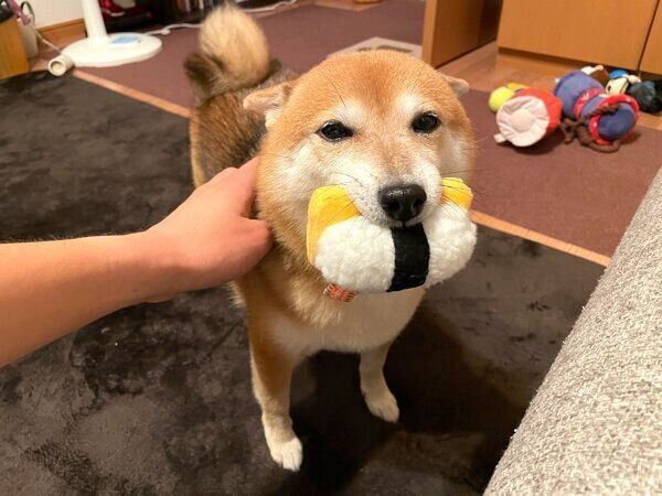 おもちゃをくわえるクリ丸ちゃん