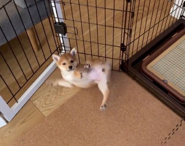 バランスを崩すメイちゃん