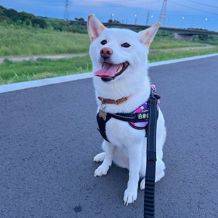 散歩中に可愛らしい笑顔を見せるおもちちゃん