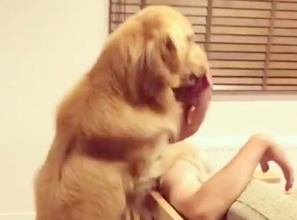 パパを舐めるゴールデン・レトリーバー