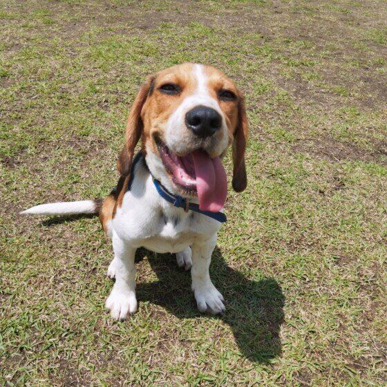 耳に血が溜まってパンパンに？ 犬の耳血腫の原因と治療法 いぬのきもち