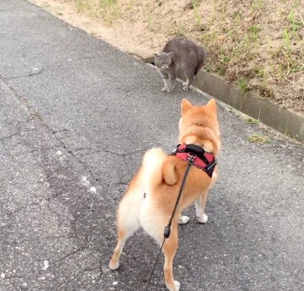 お散歩中に猫と遭遇した柴犬・味噌ちゃん