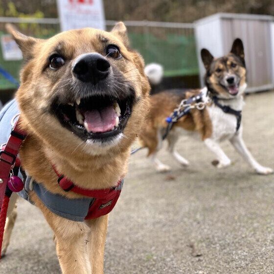 「お散歩中の犬に急に触らないでね」子どもたちに伝えたい犬との正しい関わり方 いぬのきもち