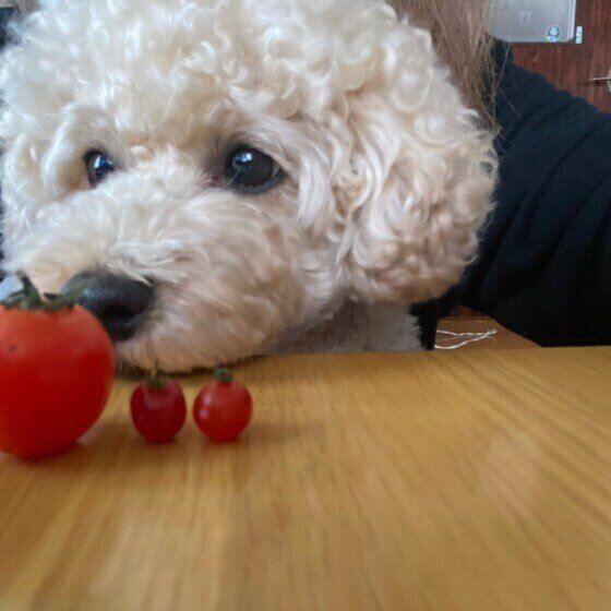 獣医師監修 犬にトマトを与えるときは注意が必要 与えるメリットとデメリットを解説 いぬのきもちweb Magazine