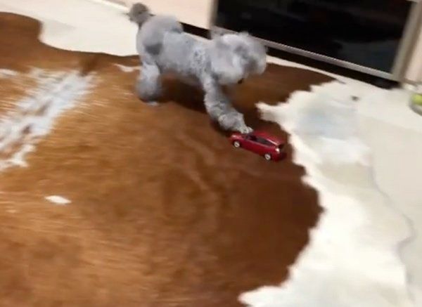 車のオモチャで遊ぶトイ・プードル