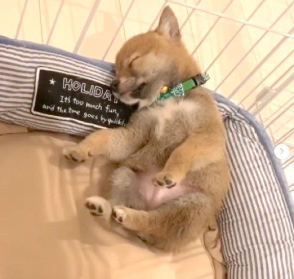 熟睡する富くん