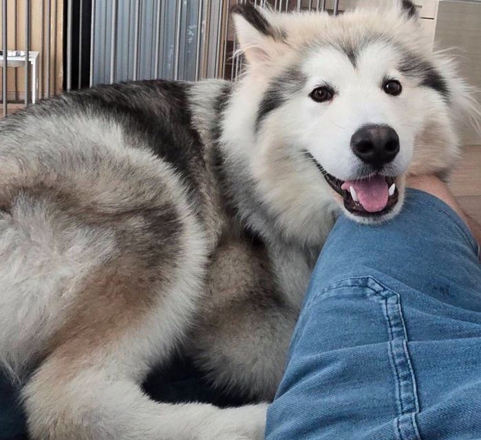 甘えるフブキくん