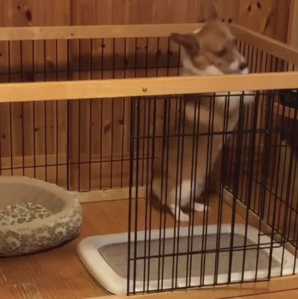 腸を刺激するコーギー