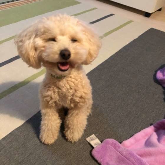 笑顔のトイ・プードル