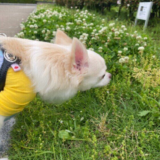 ニオイを嗅ぐチワワ