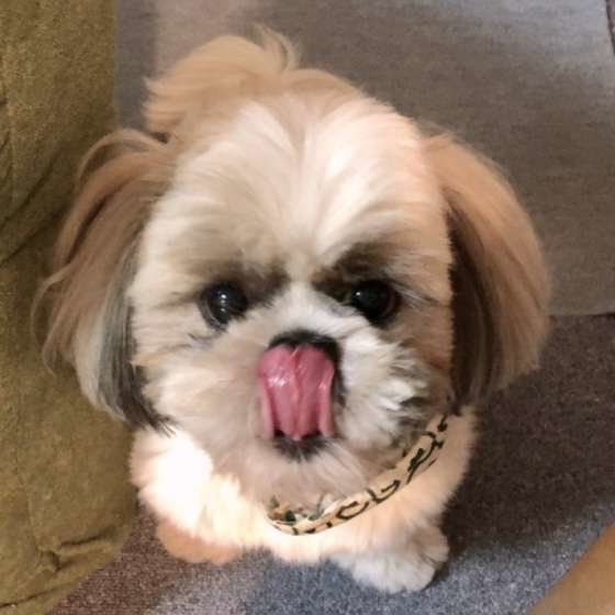 舌を出すシー・ズー