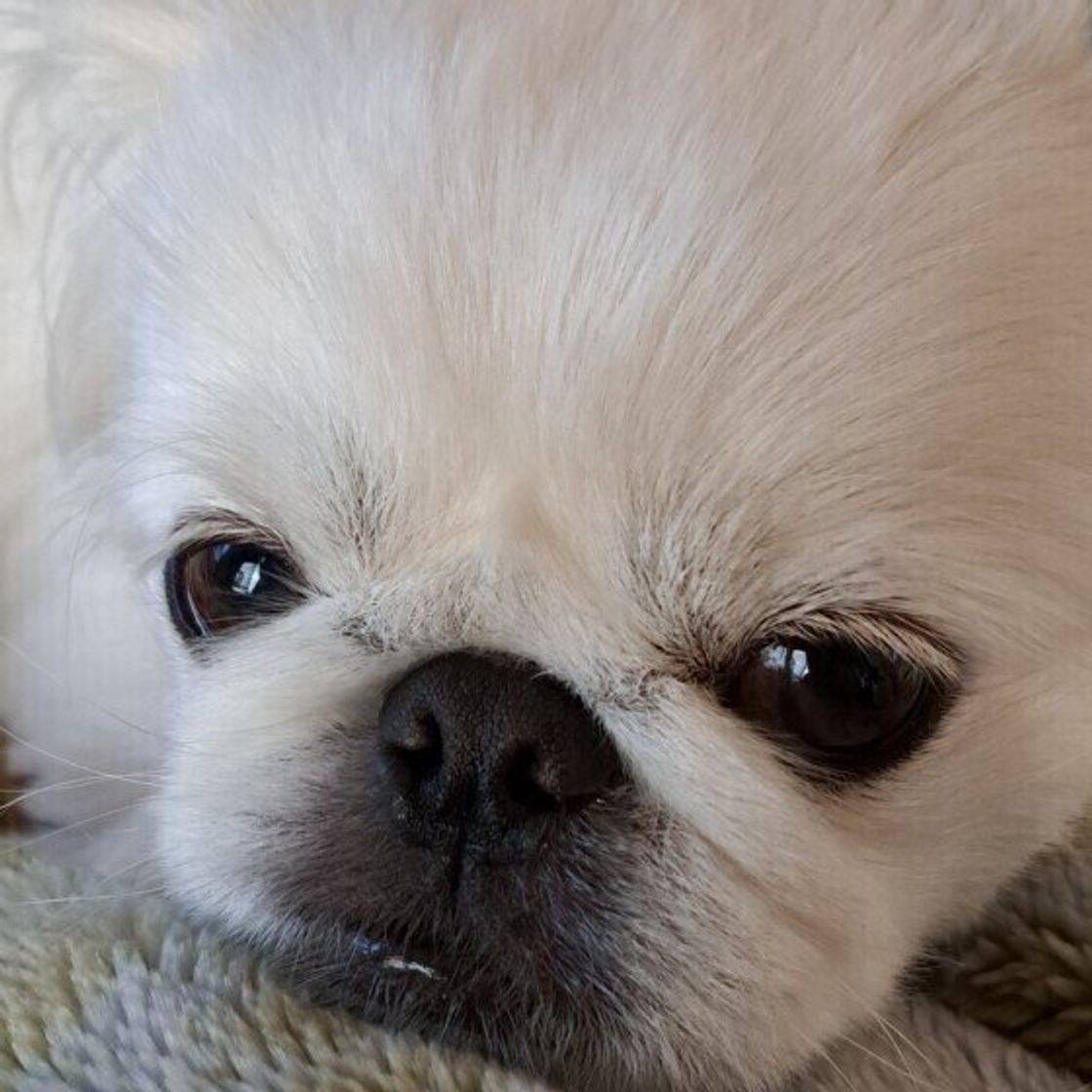 タオルや毛布でおしゃぶりをすると落ち着く犬がいる 犬にみられる謎行動 いぬのきもちweb Magazine タオルや毛布でおしゃぶりをすると落ち着く犬がいる 犬にみられる謎行動 いぬのきもちweb Magazine