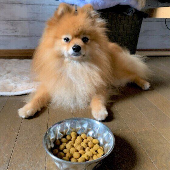ごはんの前でフセをするポメラニアン