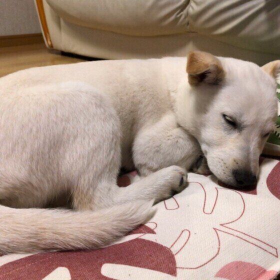 北海道犬のレオくん