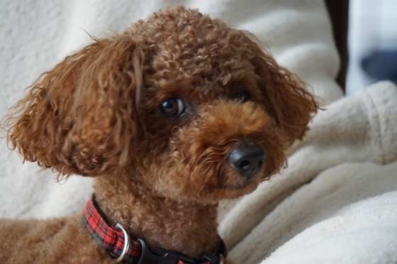 おやつを待つチョコちゃん