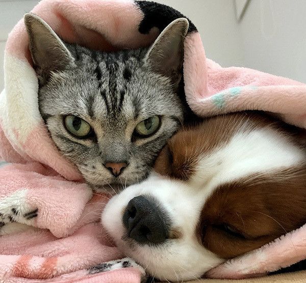 キャバリアとアメリカンショートヘア