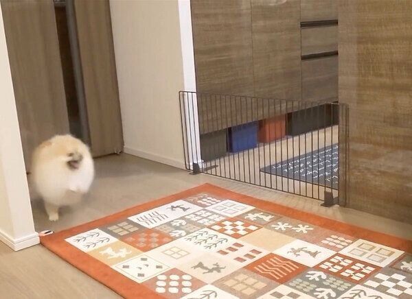 ごはんを待つミサイルちゃん