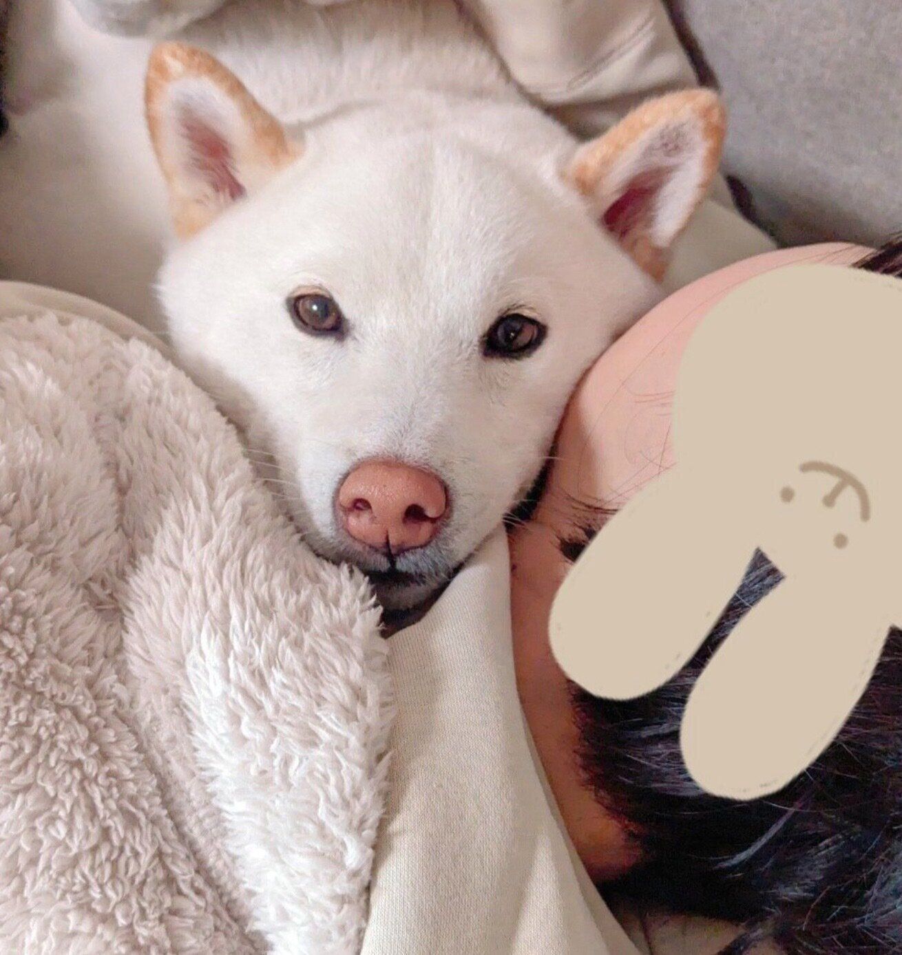 飼い主さんにくっつくシャオくん