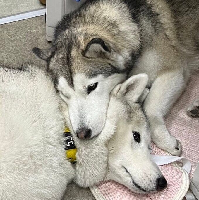 くっつく2頭