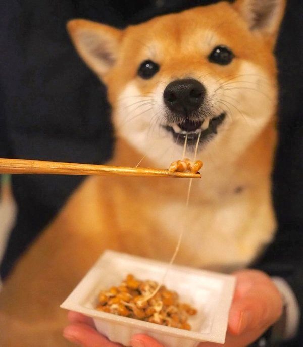 納豆を食べるにこちゃん