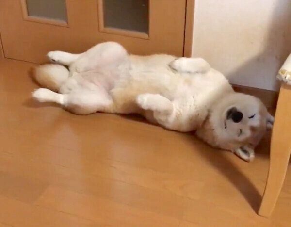 通行止めをするロペさん