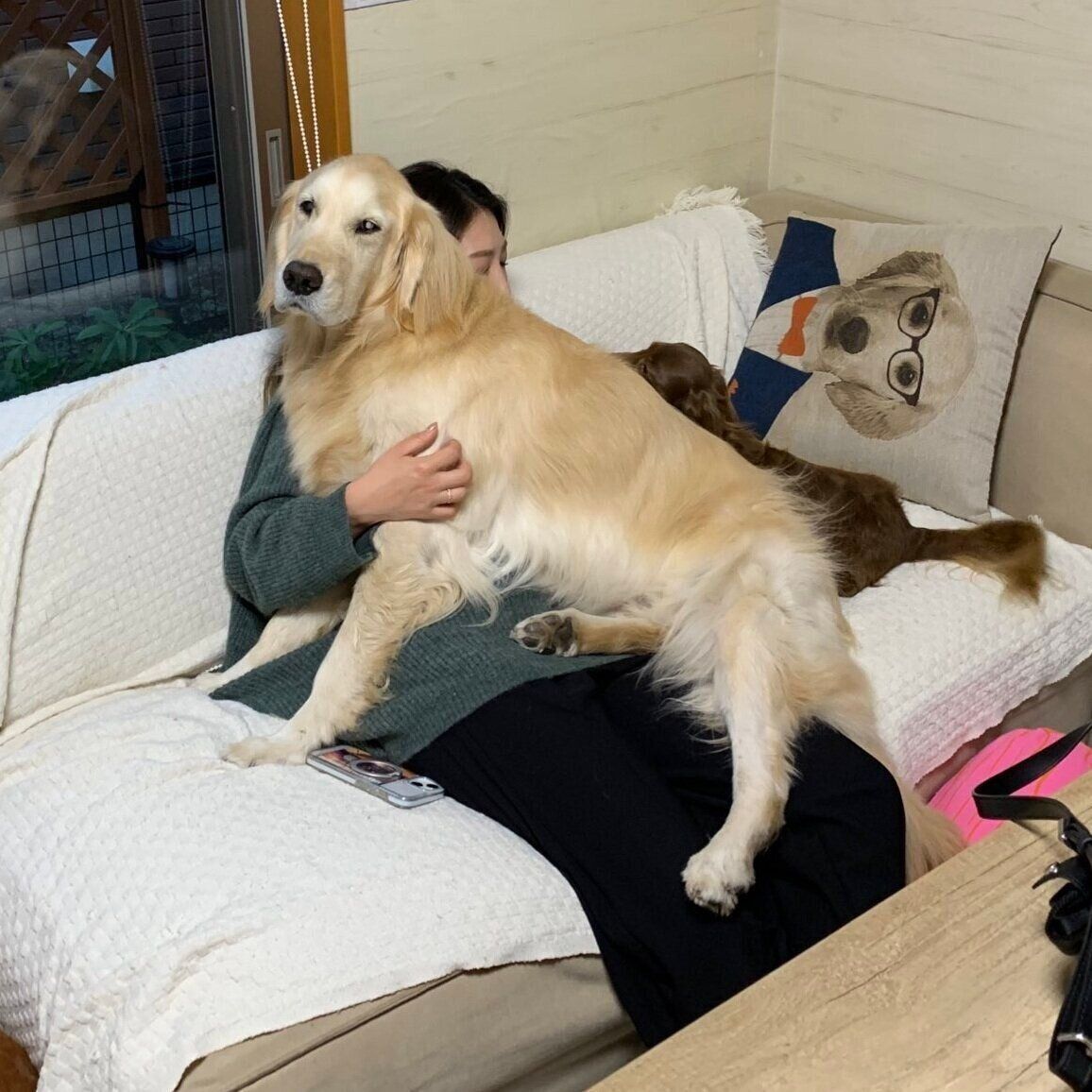 飼い主さんのひざに乗るれんくん