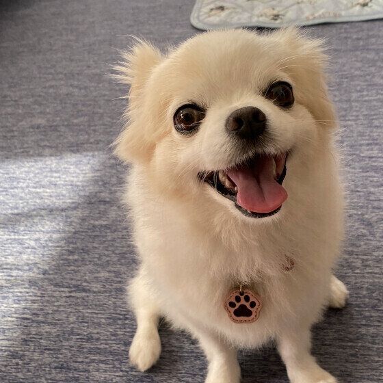 暑い夏、犬が冷たい場所・涼しい場所で寝る理由と犬の体の冷え対策とは ニコニコ顔 いぬのきもち