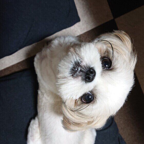 背中越しに見上げてくるシー・ズー