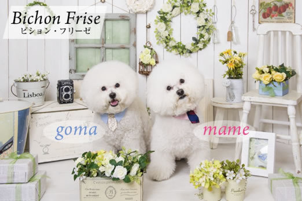 マシューの育毛活動 マシューとマルモともだち100わんできるかな いぬのきもちweb Magazine マシューの育毛活動 マシューとマルモともだち100わんできるかな いぬのきもちweb Magazine