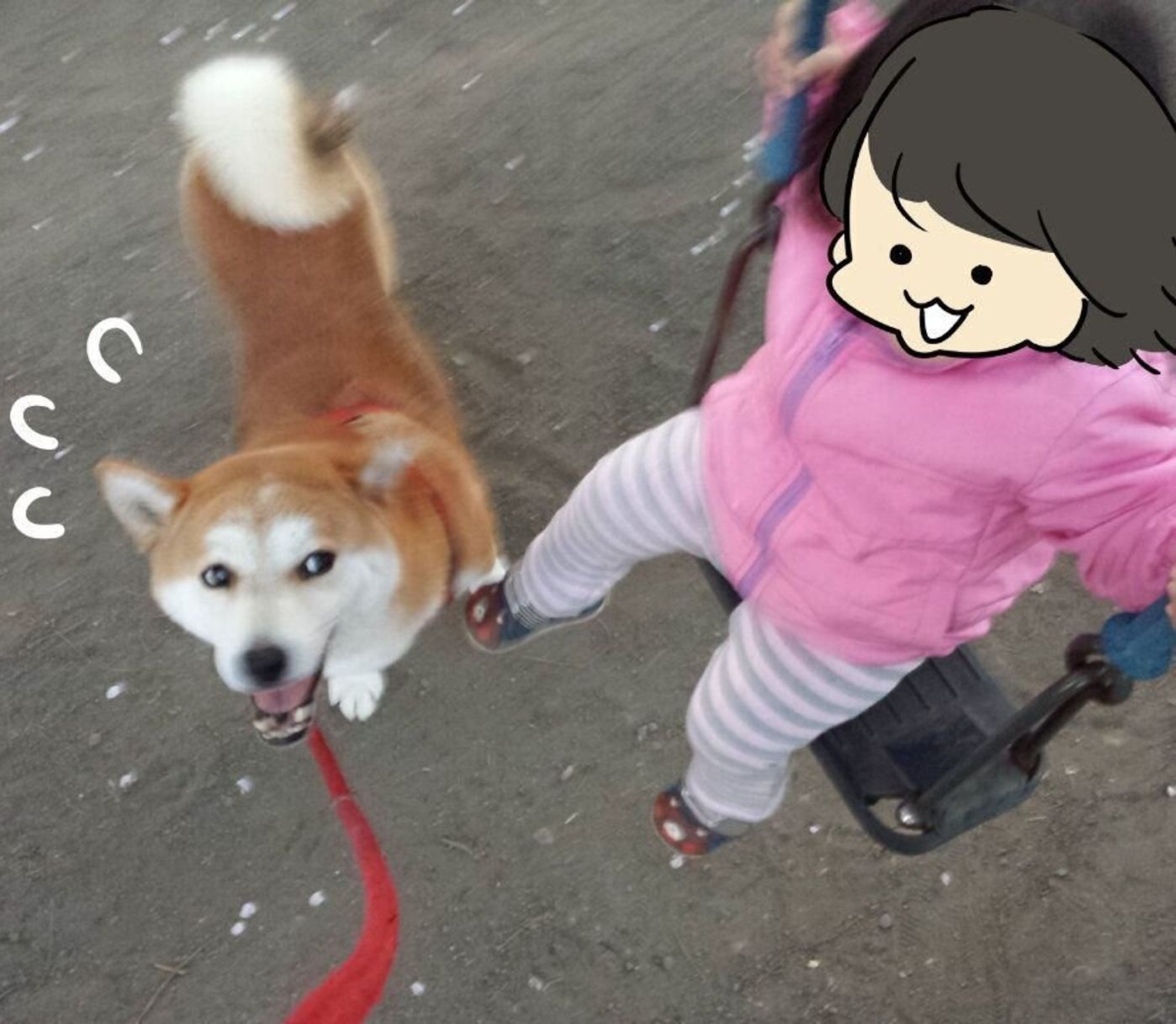 柴犬タロさんの白目が見える時はどんな時 連載 モフモフ柴とプニプニ娘 第130話 いぬのきもちweb Magazine 柴犬タロさんの白目が見える時はどんな時 連載 モフモフ柴とプニプニ娘 第130話 いぬのきもちweb Magazine
